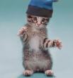 chat